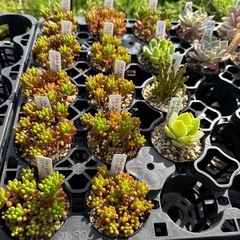 多肉植物 エケベリアの画像