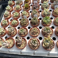 多肉植物 エケベリアの画像
