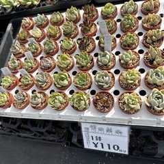 多肉植物 エケベリアの画像
