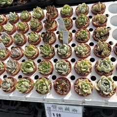 多肉植物 エケベリアの画像