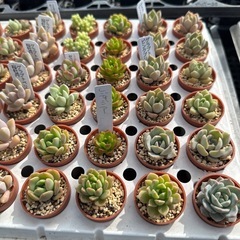 多肉植物 エケベリアの画像
