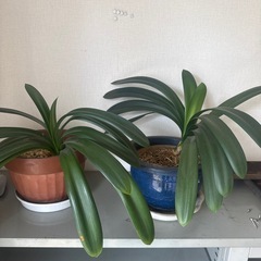 観葉植物　クンシラン
