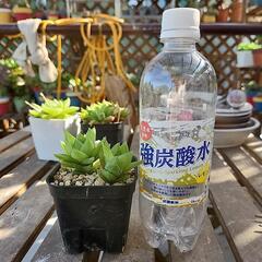 (お話し中)ハオルチア　雅楽の舞の画像