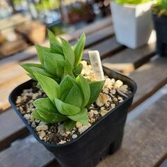 (お話し中)ハオルチア　雅楽の舞の画像
