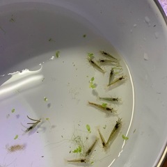 ミナミヌマエビ10匹 受付終了の画像