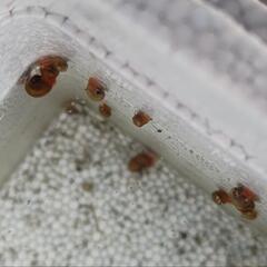 ラムズホーン8匹、小〜中サイズランダム