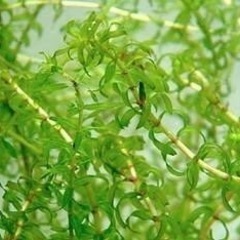 ※🌿アクアリウム水草／ナガバオモダカ／ウォーターバコパ／アナカリス etc...水生植物ビオトープ※の画像