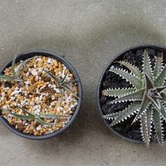 ディッキア　Keswick✖️ Diamond Crown F2    の画像