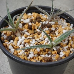 ディッキア　Keswick✖️ Diamond Crown F2    の画像