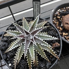 ディッキア　Keswick✖️ Diamond Crown F2    の画像