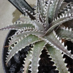 ディッキア　Keswick✖️ Diamond Crown F2    の画像