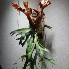 ビカクシダ　
P.willinckii vp15B ウィリンキーの画像