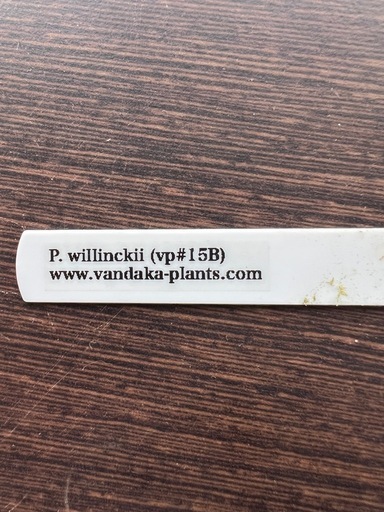 ビカクシダ　
P.willinckii vp15B ウィリンキー
