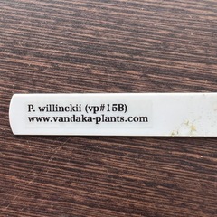 ビカクシダ　
P.willinckii vp15B ウィリンキーの画像