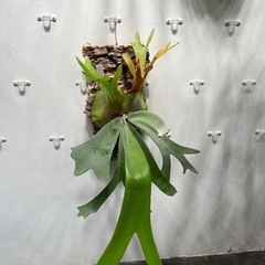 ビカクシダ　
P.willinckii vp15B ウィリンキーの画像