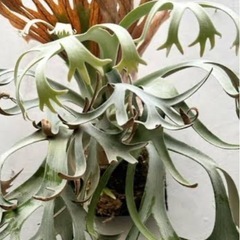 ビカクシダ　
P.willinckii vp15B ウィリンキーの画像