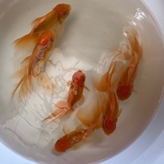 自家産ジャンボオランダ獅子頭②