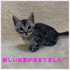 ベンガル猫専門ブリーダーです。2月5日のニャンコの日に生まれました。