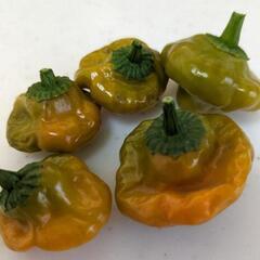 昨年収穫のキャロライナリーパーチョコレートの種３０粒とおまけ唐辛子種をお譲り致します。の画像