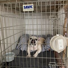 値下げ: ペット用 ケージ SAVIC スチール製 中型犬 大型犬
