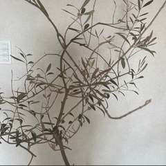 オリーブの木の画像