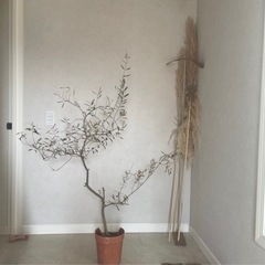 オリーブの木の画像