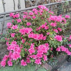 ツツジあげます