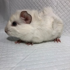 118.アビシニアンモルモット 