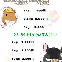 118.アビシニアンモルモット  − 宮崎県