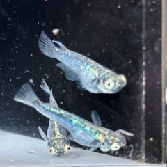 メダカ🐟ゴジラショート 1ペア+メスの画像