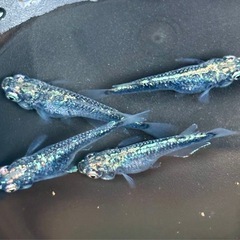 メダカ🐟ゴジラショート 1ペア+メスの画像