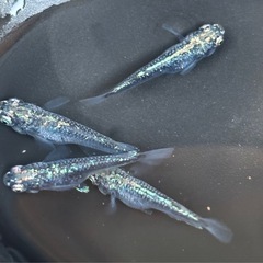 メダカ🐟ゴジラショート 1ペア+メスの画像