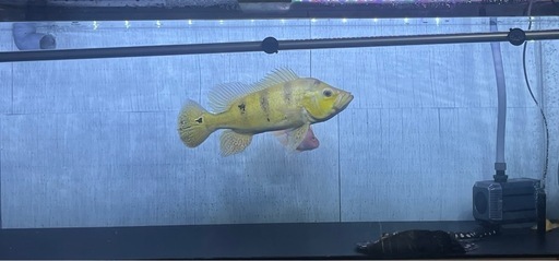 キクラケルベリー