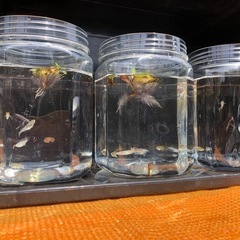 MIXメダカと観賞魚タモetc