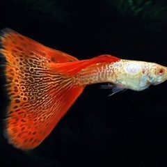 グッピー 稚魚(外国産) 10匹500円 (MiKA) 大橋のその他の中古