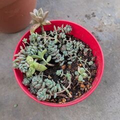 観葉植物3