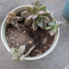 観葉植物5