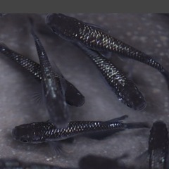 ［卵25+α］ブルームーンメダカ・暫く✖️の画像