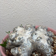 塊根植物　恵比寿笑い　植物
