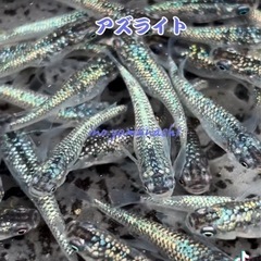メダカ『アズライト』トリオ