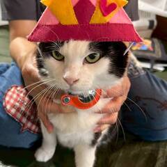 in日進市☆サクラ祭り☆保護猫をオウチに迎えよう☆2025年4月...
