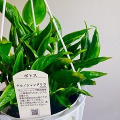 ポトス テルノシャングリラ観葉植物