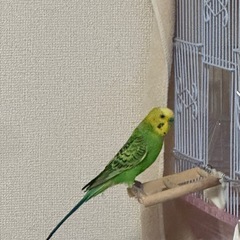 セキセイインコ(ゲージ付き)