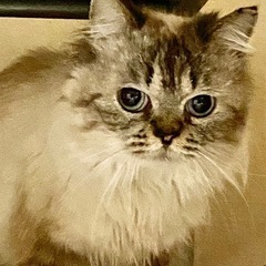 猫の里親募集します