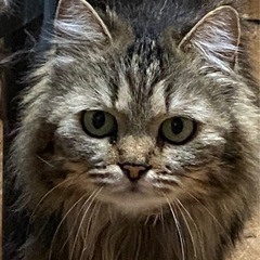 猫の里親募集