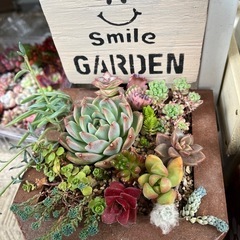 袋井市　東海道どまんなか市　フリーマーケット　多肉植物で出店しま...