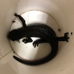 😁アカハライモリ😁ホトケドジョウ