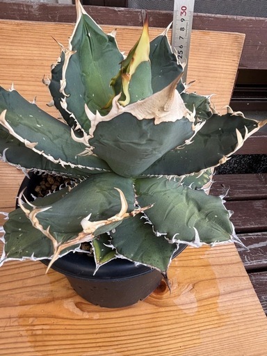 アガベ ライオンズメーン 名無し 2株セット