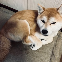 9歳の柴犬♀、穏やかでとっても良い子です【急募】【福岡市、長崎市、佐世保、佐賀市エリア】　 - 犬