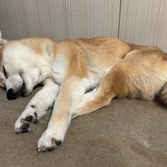 9歳の柴犬♀、穏やかでとっても良い子です【急募】【福岡市、長崎市、佐世保、佐賀市エリア】　 − 長崎県